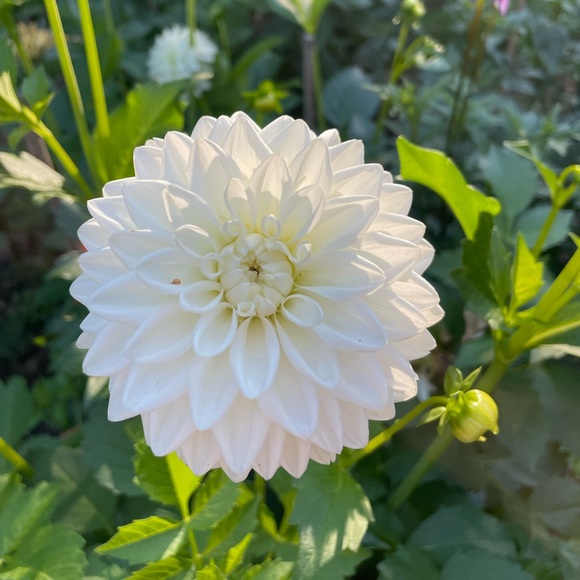 Meet your Posher, Jenny - Picture 1 of 1